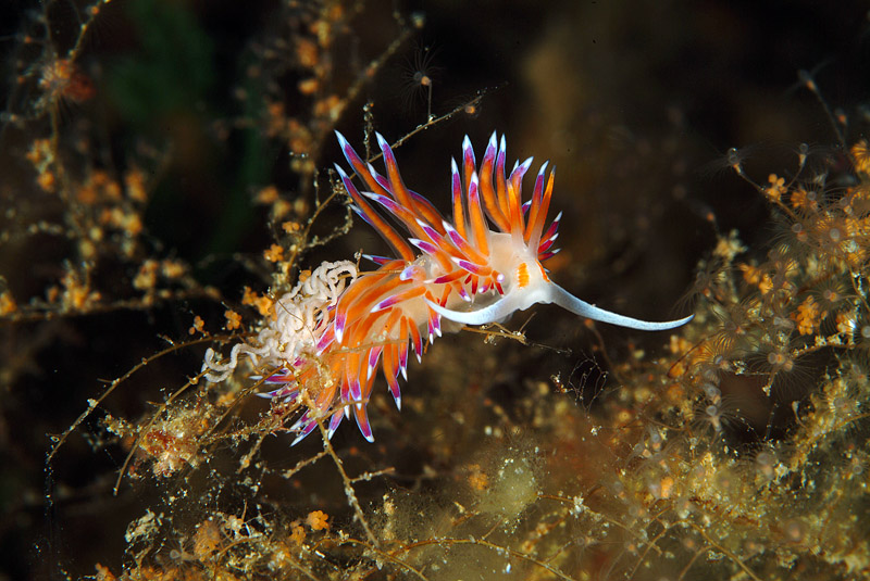 Riproduzione Cratena peregrina